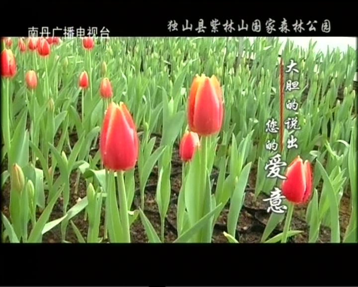 独山等你来歌谱