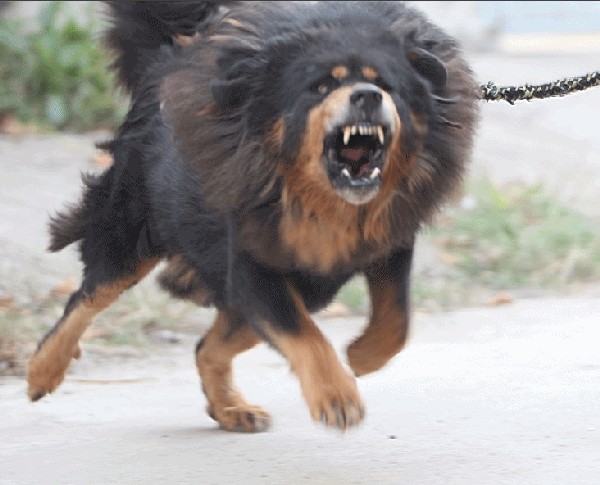 藏獒 gif藏獒咬死狮子图片小藏獒图片