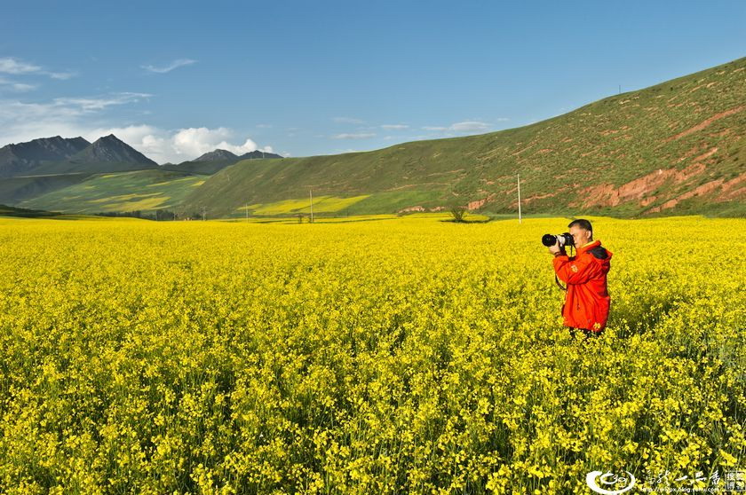 中国最美的油菜花海——青海门源