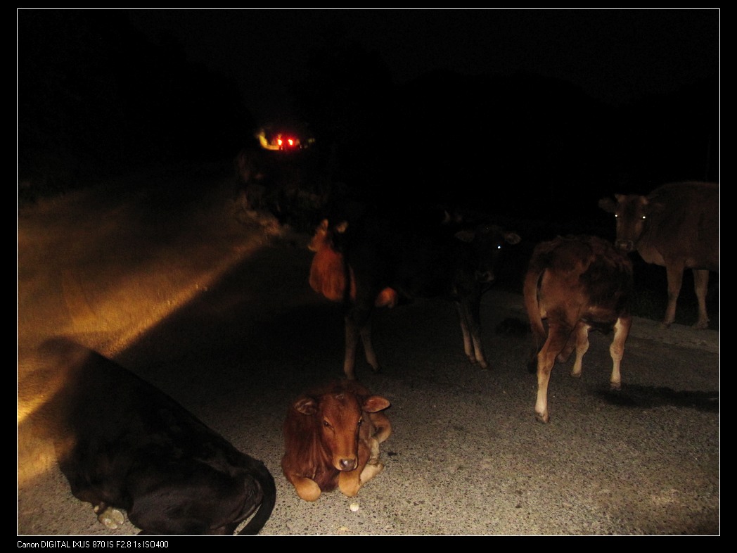 描述:夜晚竟然可以看到成群的牛在公路上睡觉