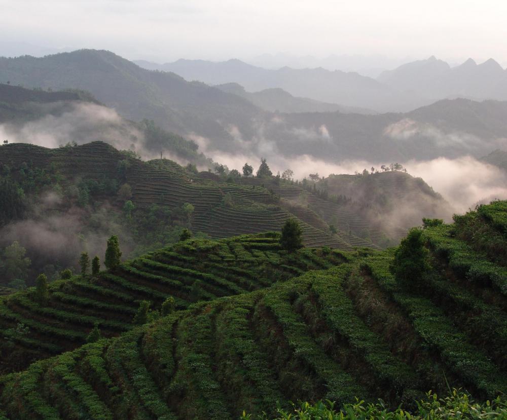 凌云茶山金字塔