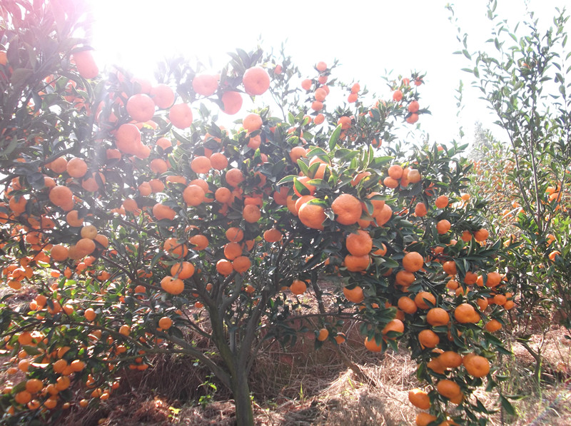 <em>凌氏</em>客家寻乌2011年桔子论坛图片_寻乌论坛