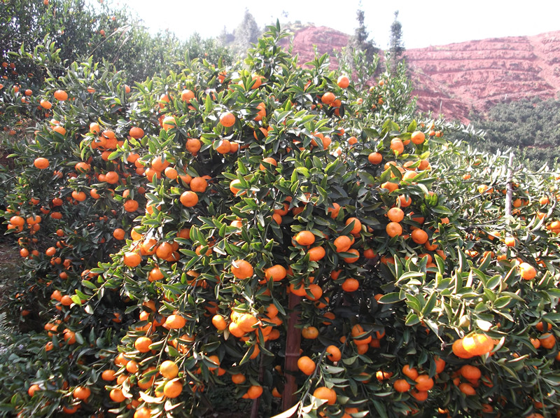 <em>凌氏</em>客家寻乌2011年桔子论坛图片_寻乌论坛