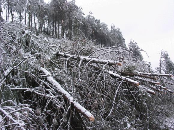 浦城冰雪灾害图片