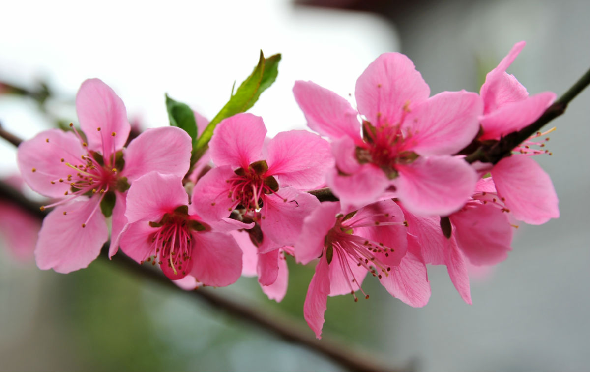 春意盎然论坛图片_永善论坛