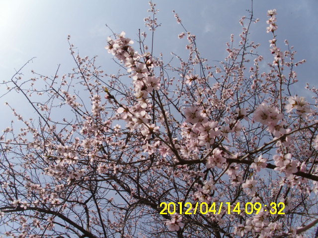 桃花依旧笑春风完整版剪辑 20120415080444993.jpg