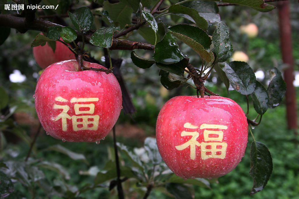 苹果美图论坛图片_万荣论坛