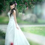 蔷薇花开
