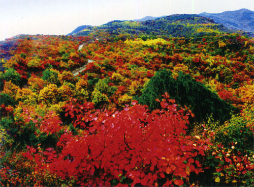 集义,寿峰山川风景带... images.ccoo.cn 宽500x367高
