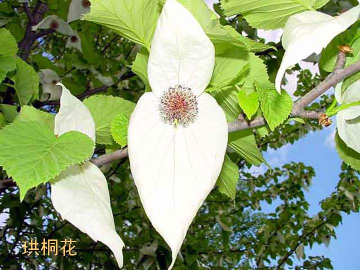 世界植物活化石珙桐