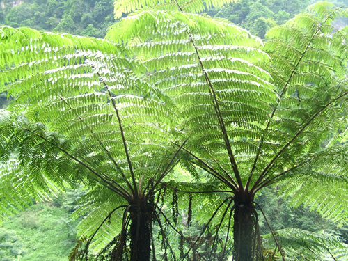 桫椤科2属6种植物叶表皮微形态特征及其分类学意义