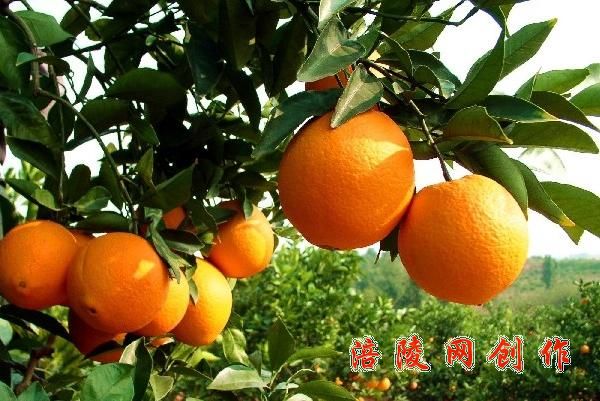 涪陵特产|土特产_涪陵本地通_涪陵网