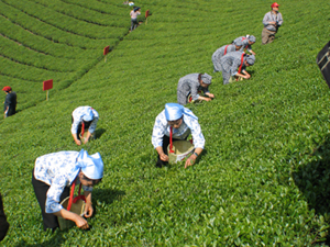 客家茶文化