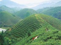 中国·遂川第二届国际狗牯脑茶文化旅游节