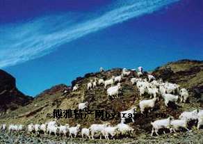 二狼山白绒山羊_本地特产_九原在线