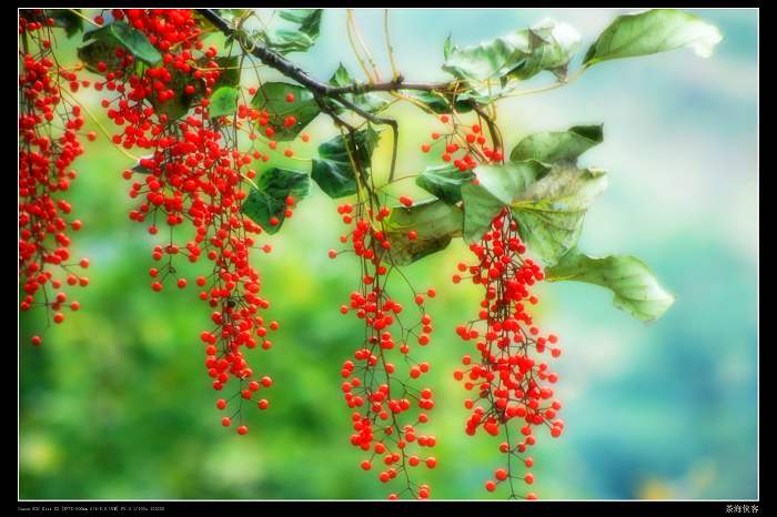 「口琴」宫崎骏组曲 up:红豆红枣