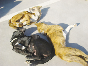 毒死狗之后卖到狗肉店 我县警方抓获药狗男_博