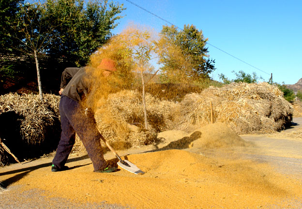 见证小米整个生产过程_百姓生活_建平论坛_建