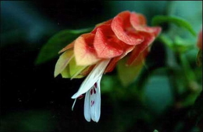 好看的花的视频大全 201010241446092.jpg