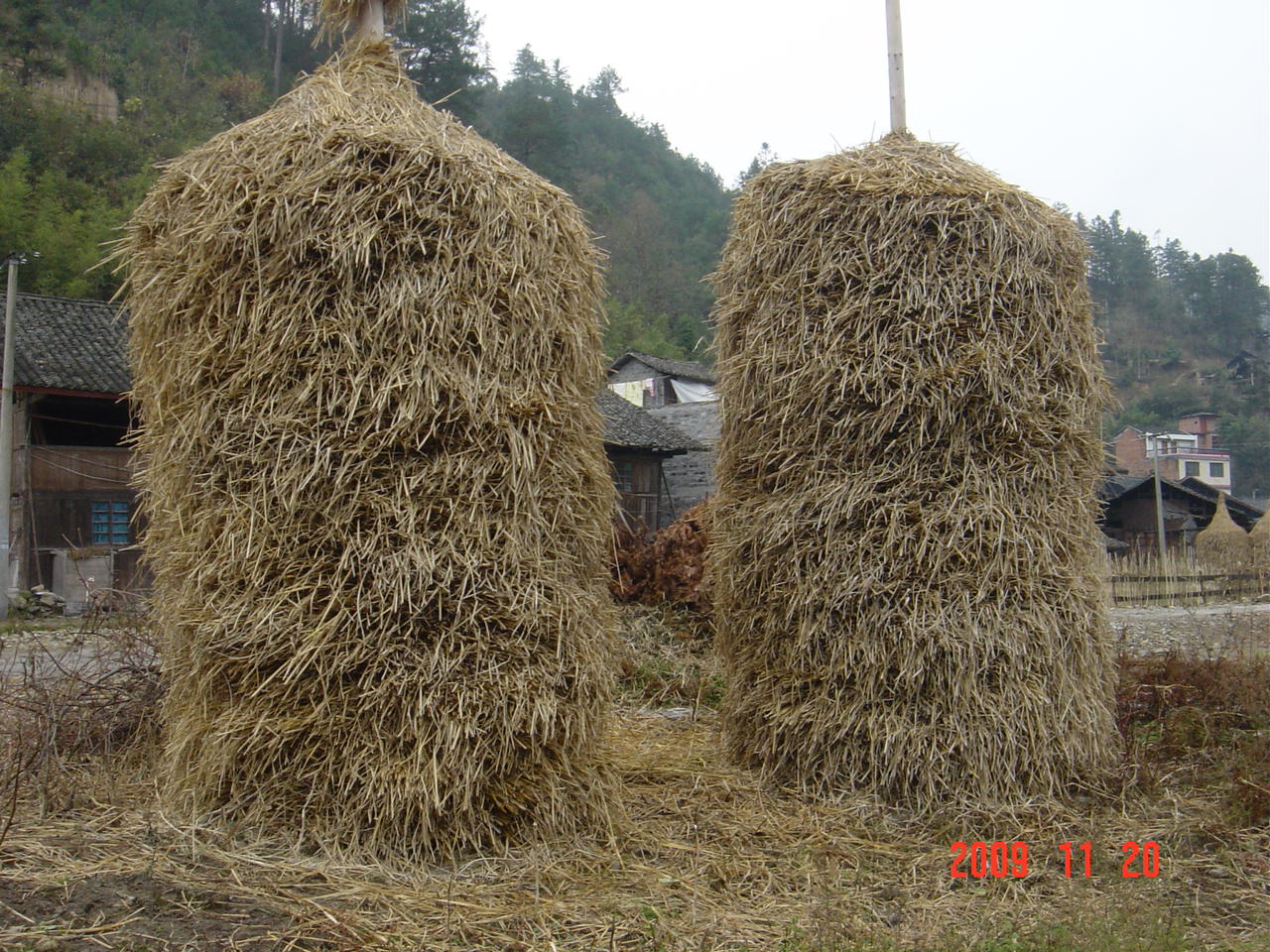 在农村,随处可见码堆整齐的稻草堆,真是独有风景.