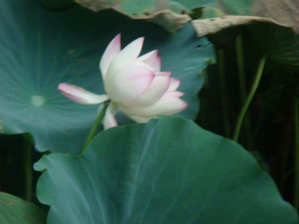 <em>西单女孩的歌</em>_大全网