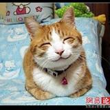 ��Ϊһֻè ����һ�����ɰ�������