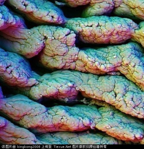 贴图显微镜下的人体细胞