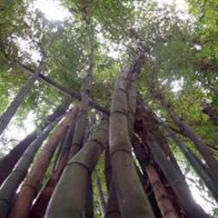 参差不齐云雾中