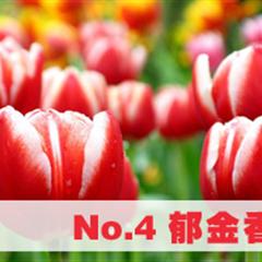 四川首批18条赏花主题线路出炉