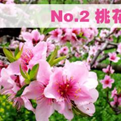 2010四川春日赏花好去处