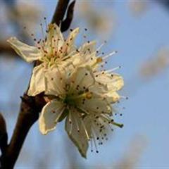桃花江赏花