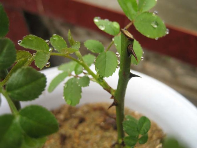 [原创]扦插红玫瑰小记