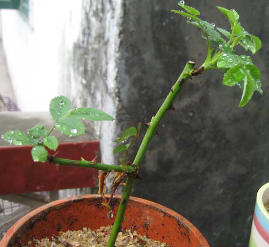 [原创]扦插红玫瑰小记