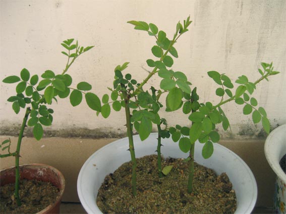 [原创]扦插红玫瑰小记