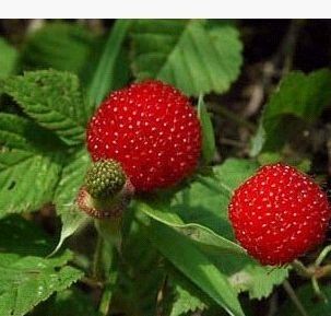 能吃的野菜图片和名字内容|能吃的野菜图片和名字 ...