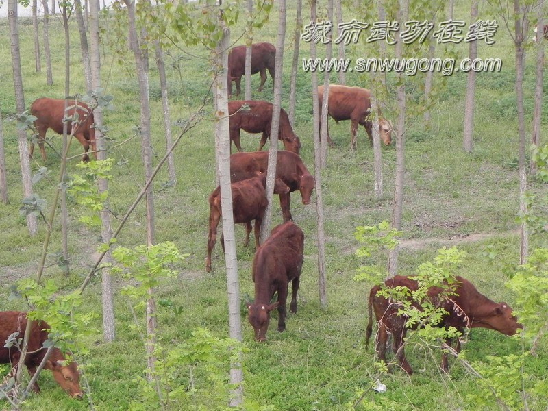 武功渭河生态养牛场(组图)