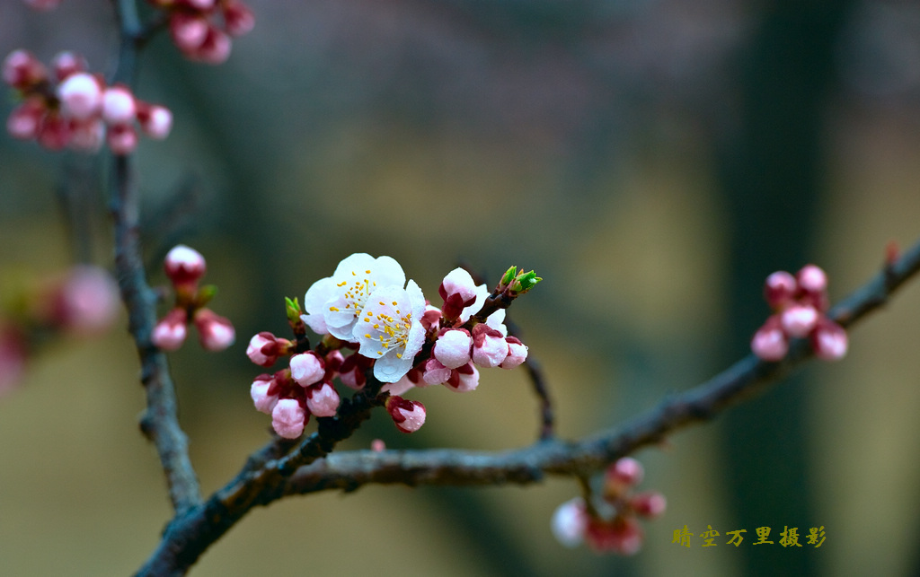 董宝瑞:昌黎城北杏树园的杏花怒放美景