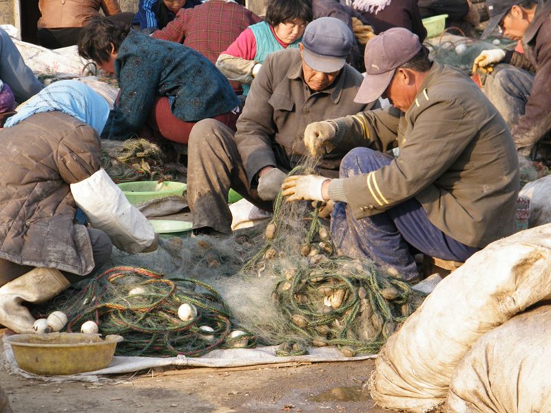 董宝瑞:辛勤劳作在昌黎新开口码头的摘虾人