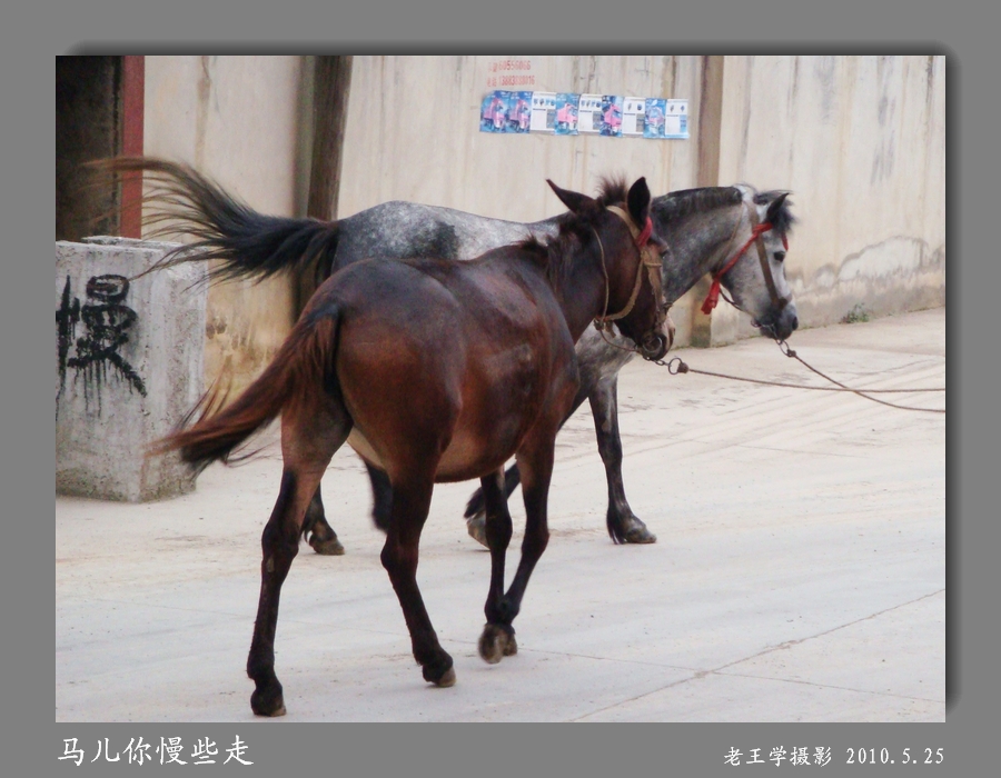 马儿你慢些走曲谱分享_马儿你慢些走曲谱图片