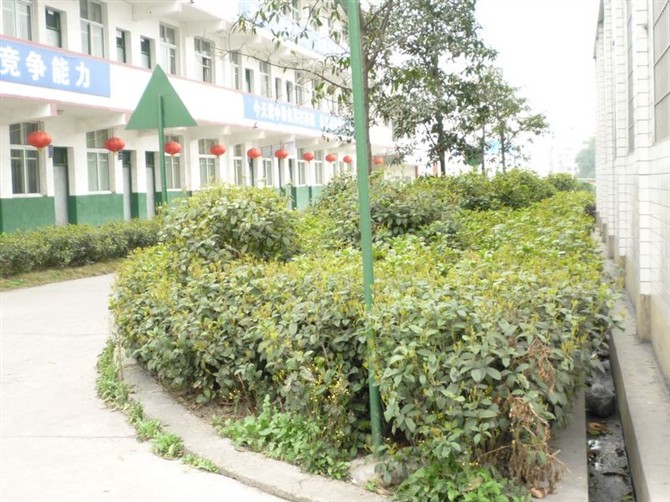 [原创]冷江的'就来看看哦、俺们的学校_我拍我