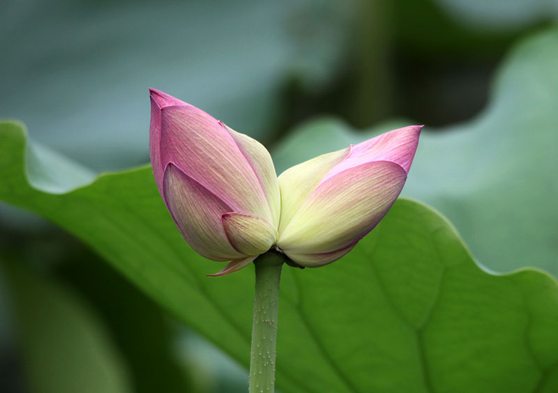 花卉摄影-44 并蒂莲花>