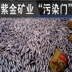 福建上杭县长因紫金矿业污染汀江案被停职