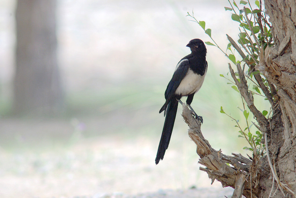牛郎织女喜相会是什么生肖-今期红波行大运.牛