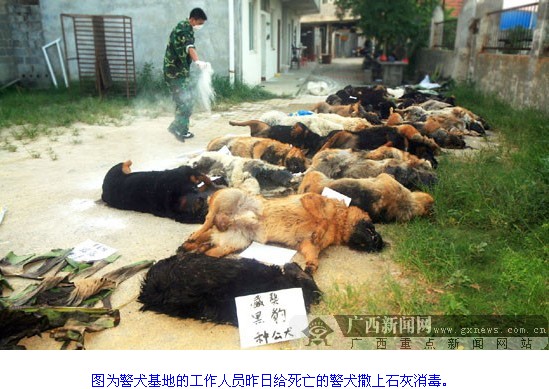 广西警犬死亡 广西警犬基地29只警犬服用驱虫