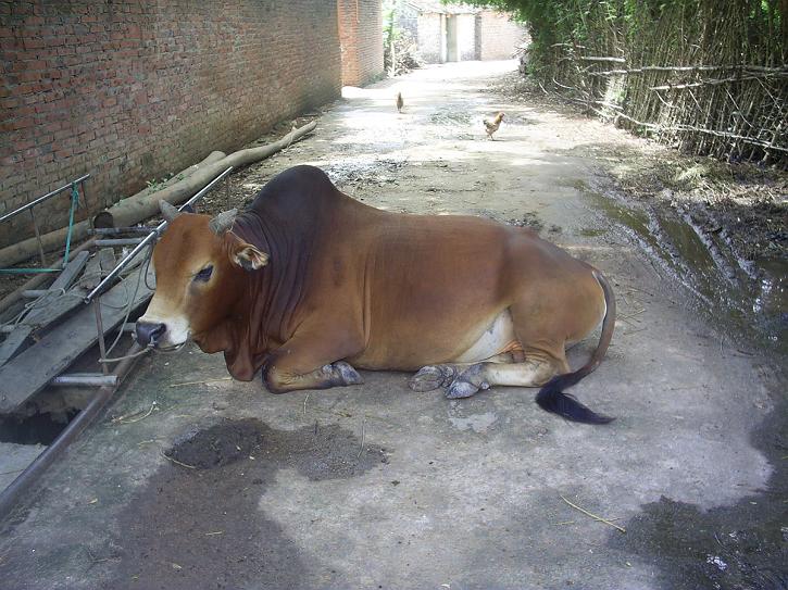 黄牛淡定横卧在我们必经地路上,也许它在想:牛大爷我累着呢,懒得理