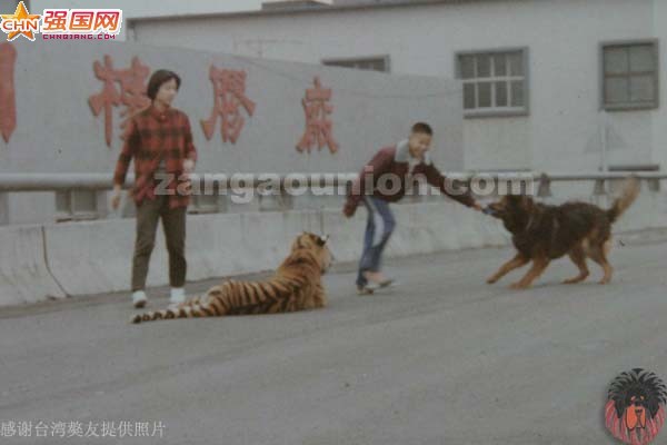 老虎狮子打架咬死视频,人自然老虎和狮子打架,狮子和老虎打高清图片