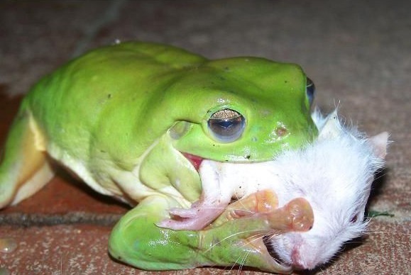 [注意]罕见"食神级"青蛙专吃蛇鼠