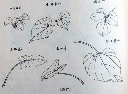 [原创]第九期 实验小学 张庆华 三上《植物的叶》图片