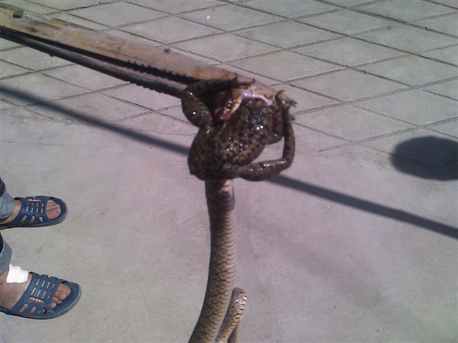 [灌水]<em>表妹</em>的大<em>表姐</em>家门口-蛇吃蚂拐_网友播报