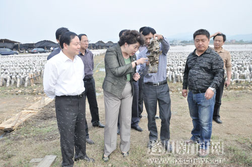 吉安市委书记王萍在遂川考察指导工作